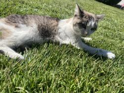Found/Stray Unknown Cat last seen carillion blvd., galt, ca, Galt, CA 95632