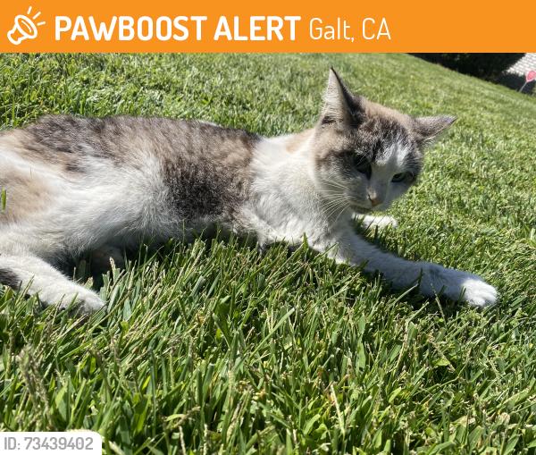 Found/Stray Unknown Cat last seen carillion blvd., galt, ca, Galt, CA 95632