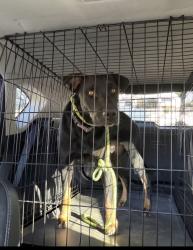 Reunited Male Dog last seen Dallas, Modesto, CA 95351