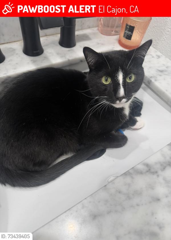 Lost Male Cat last seen Windriver, El Cajon, CA 92019