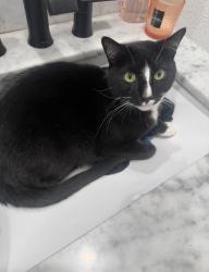 Lost Male Cat last seen Windriver, El Cajon, CA 92019