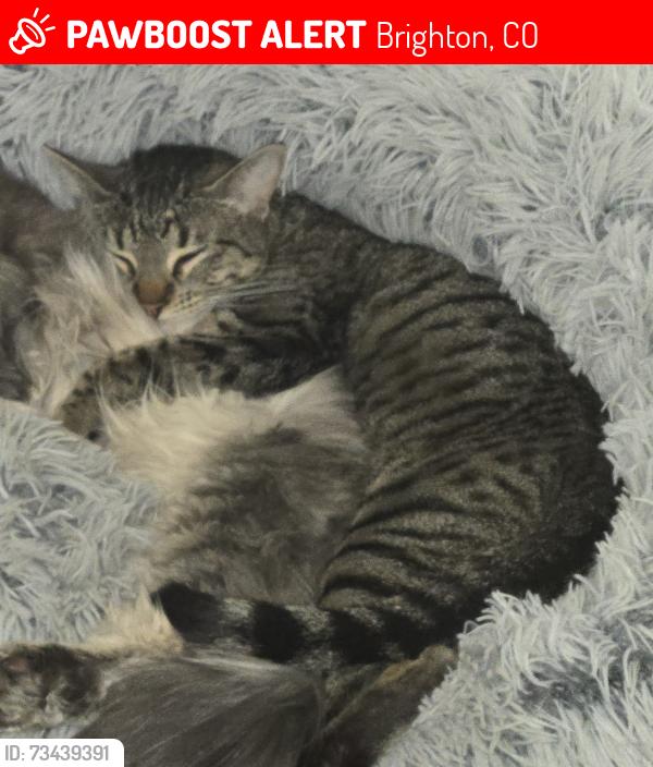 Lost Female Cat last seen Pinnacle and Tallus, near the school, Brighton, CO 80603