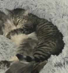 Lost Female Cat last seen Pinnacle and Tallus, near the school, Brighton, CO 80603