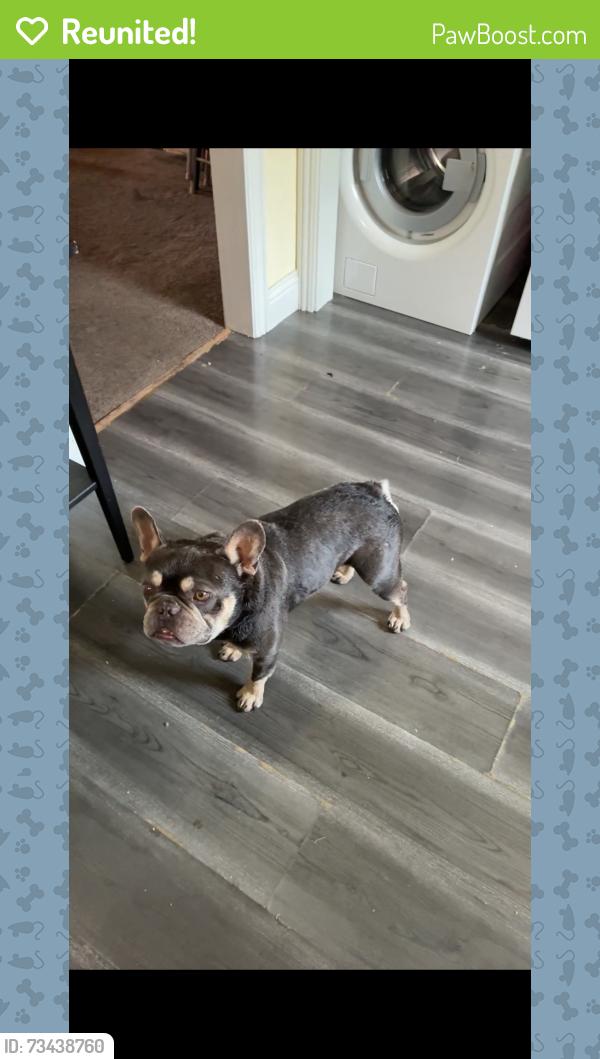 Reunited Male Dog last seen Arden wy y del paso blvd, Sacramento, CA 95815