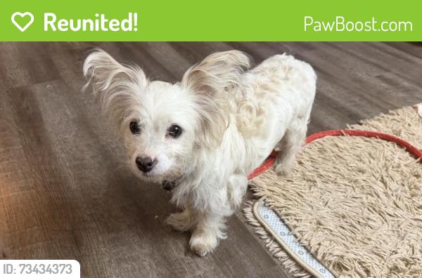 Reunited Male Dog last seen Meridian Terrace apmts, Sacramento, CA 95841