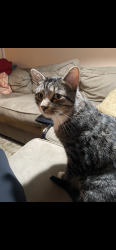 Reunited Male Cat last seen Woodland Drive, Falls Church, VA 22046