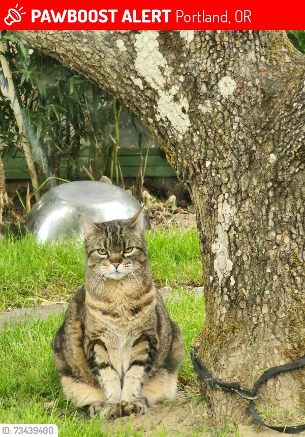 Lost Female Cat last seen 36th and Schiller, Portland, OR 97202
