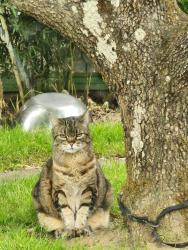 Lost Female Cat last seen 36th and Schiller, Portland, OR 97202