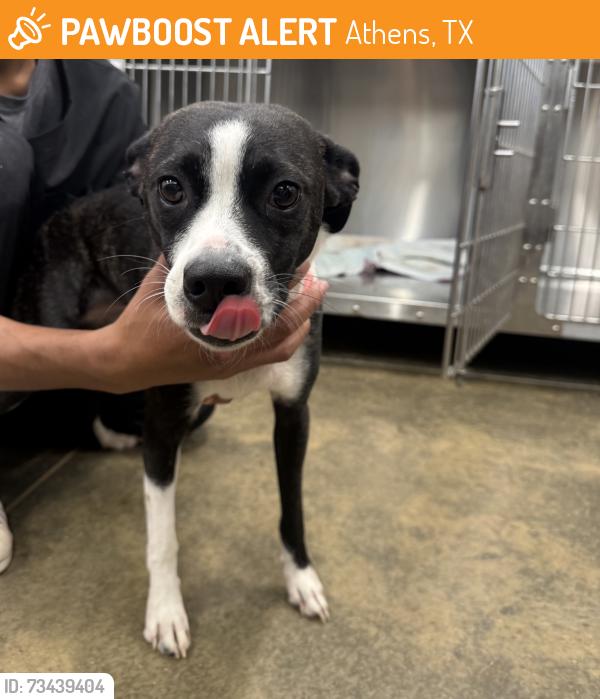 Found/Stray Female Dog last seen Whataburger, Athens, TX 75751