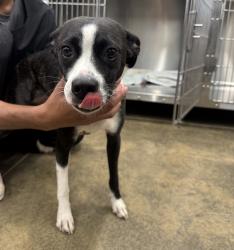 Found/Stray Female Dog last seen Whataburger, Athens, TX 75751