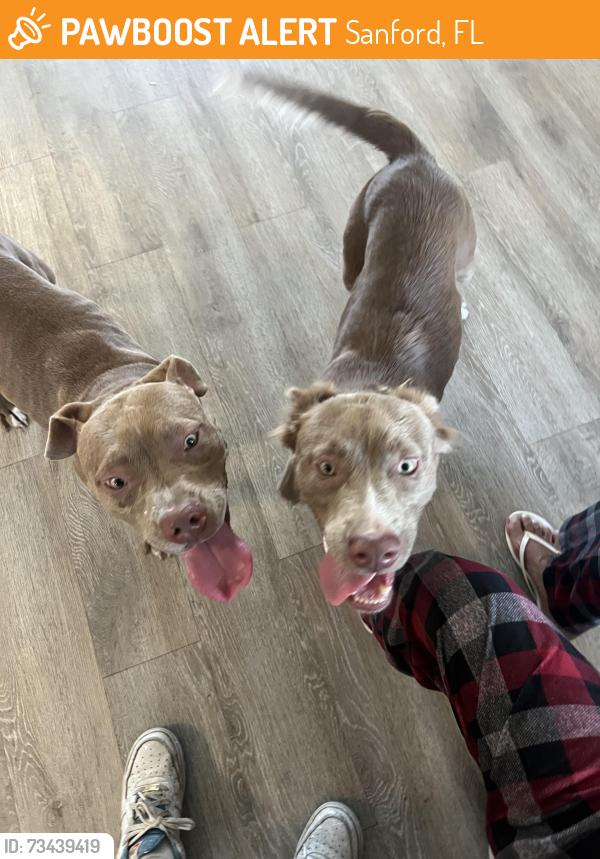 Found/Stray Female Dog last seen 25th street, Sanford, FL 32771