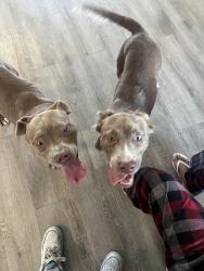 Found/Stray Female Dog last seen 25th street, Sanford, FL 32771