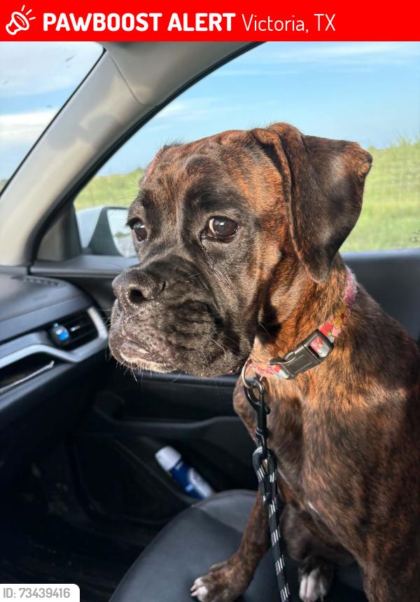 Lost Female Dog last seen Home, Victoria, TX 77905