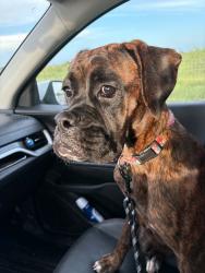 Lost Female Dog last seen Home, Victoria, TX 77905