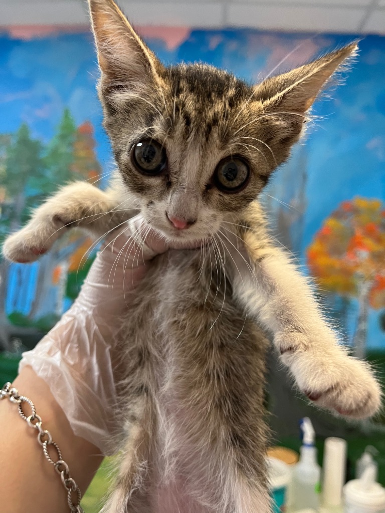 Shelter Stray Female Cat last seen Bexar County, 3353 Morningside Dr, New Braunfels, TX 78132, USA