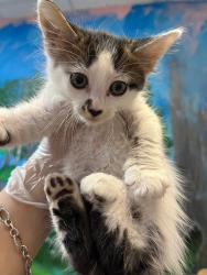 Shelter Stray Male Cat last seen Bexar County, 3353 Morningside Dr, New Braunfels, TX 78132, USA