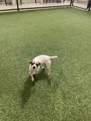 Reunited Female Dog last seen Near rockbridge rd Stone Mountain area, Stone Mountain, GA 30083