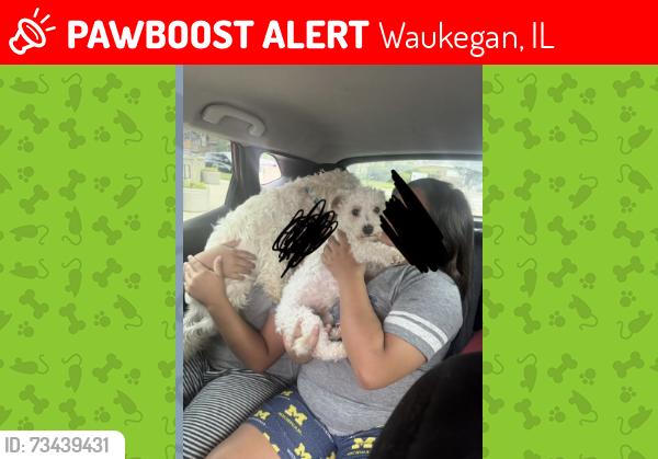 Lost Female Dog last seen Near George St., Waukegan, Waukegan, IL 60085