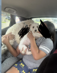 Lost Female Dog last seen Near George St., Waukegan, Waukegan, IL 60085