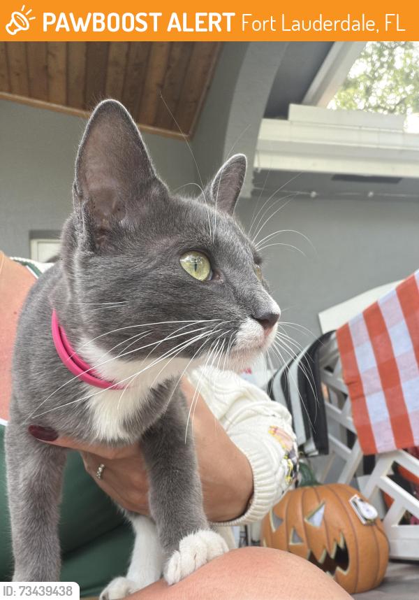 Found/Stray Female Cat last seen 17th street near 10th avenue, Fort Lauderdale, FL 33315