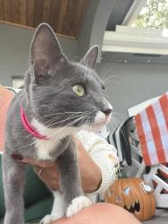 Found/Stray Female Cat last seen 17th street near 10th avenue, Fort Lauderdale, FL 33315