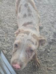 Found/Stray Male Dog last seen Moursand rd, San Antonio, TX 78221