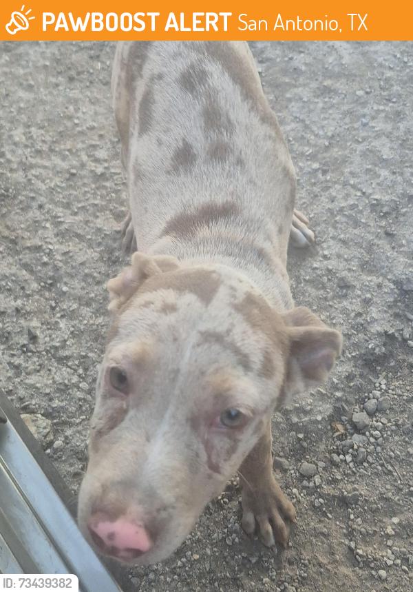 Found/Stray Male Dog last seen Moursand rd, San Antonio, TX 78221