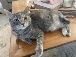 Reunited Female Cat last seen Near Westover Rd, Highwood, IL 60040