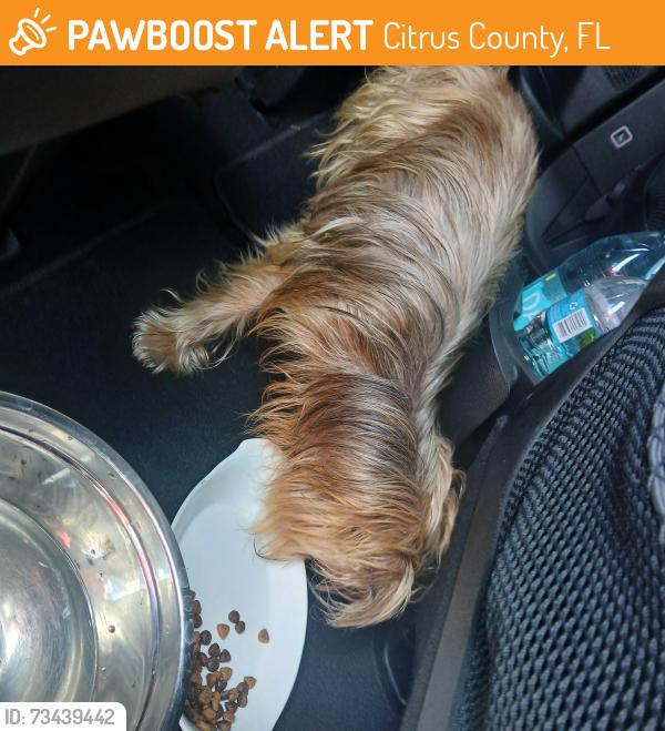 Found/Stray Unknown Dog last seen Northcut ave, Citrus County, FL 34428
