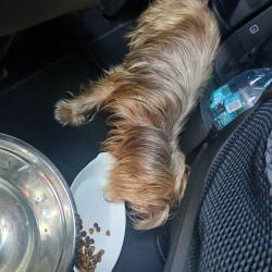 Found/Stray Unknown Dog last seen Northcut ave, Citrus County, FL 34428