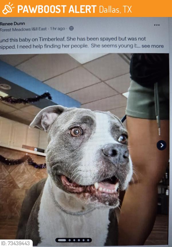 Found/Stray Female Dog last seen Timberleaf and Arbor Park Dr., Dallas, TX 75243