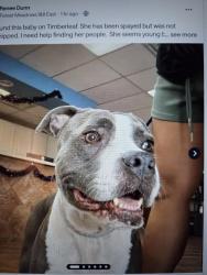 Found/Stray Female Dog last seen Timberleaf and Arbor Park Dr., Dallas, TX 75243
