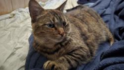 Lost Female Cat last seen Trans canada trail/hwy 12, Tay, ON L0K 2A0