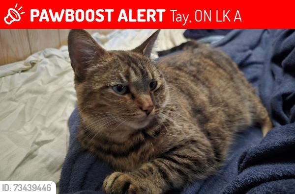 Lost Female Cat last seen Trans canada trail/hwy 12, Tay, ON L0K 2A0