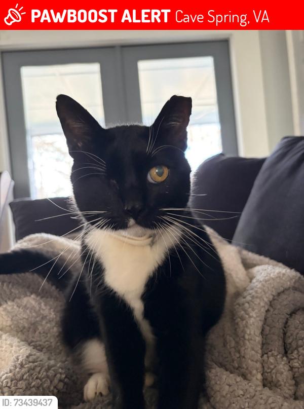 Lost Male Cat last seen Dawn Circle-Castlerock Area, Cave Spring, VA 24018