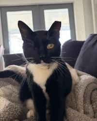 Lost Male Cat last seen Dawn Circle-Castlerock Area, Cave Spring, VA 24018