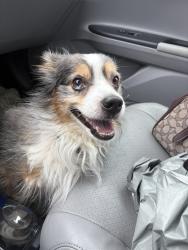 Found/Stray Unknown Dog last seen N 74th st and E McDowell, Scottsdale, AZ 85257