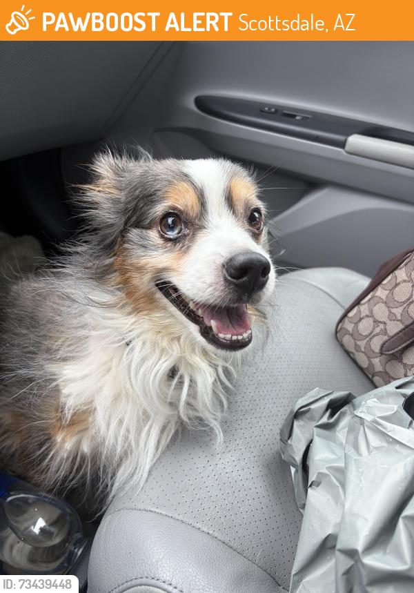 Found/Stray Unknown Dog last seen N 74th st and E McDowell, Scottsdale, AZ 85257