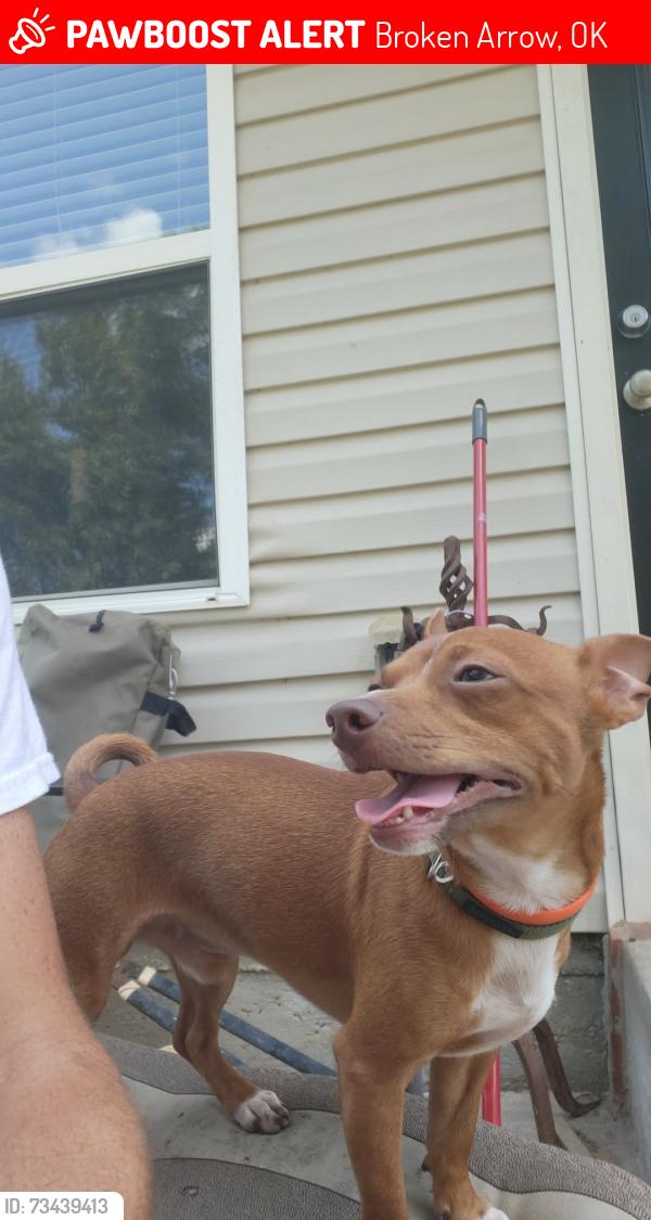 Lost Male Dog last seen Tucson and Aspen, Broken Arrow, OK 74011