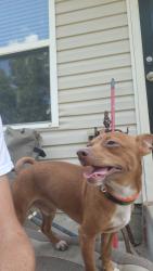 Lost Male Dog last seen Tucson and Aspen, Broken Arrow, OK 74011