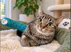Shelter Stray Female Cat last seen Near BLK E 10TH ST, LONG BEACH, CA 90804, 7700 E Spring St, Long Beach, CA 90815, USA