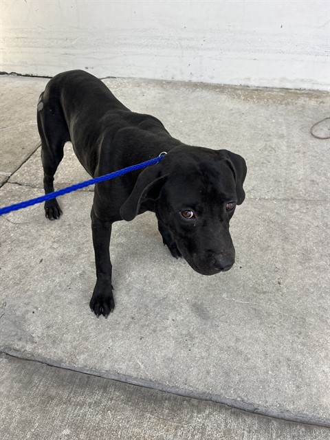 Shelter Stray Male Dog last seen Near BLOCK NW 7TH AVE, 3599 NW 79th Ave, Doral, FL 33122, USA