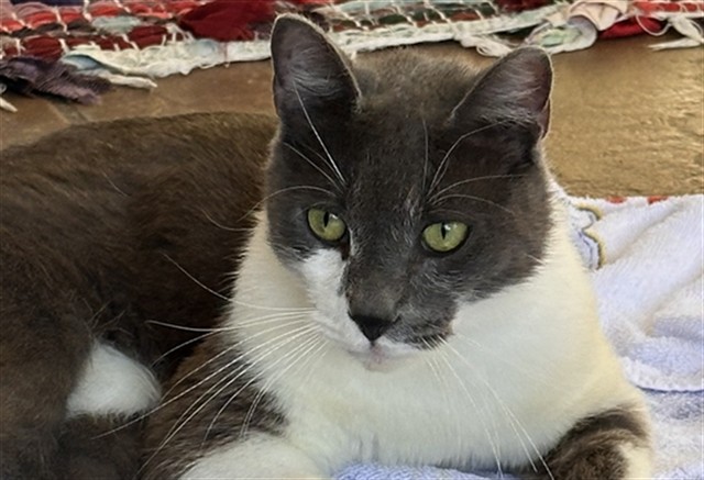 Shelter Stray Unknown Cat last seen MEADOW GLEN CT/N. GALENA AVE MINNEOLA 34715, 12280 County Rd 448, Tavares, FL 32778, USA