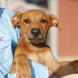 Shelter Stray Male Dog last seen Near BLOCK OF E SOUTHCROS BLVD, 4710 TX-151, San Antonio, TX 78227, USA