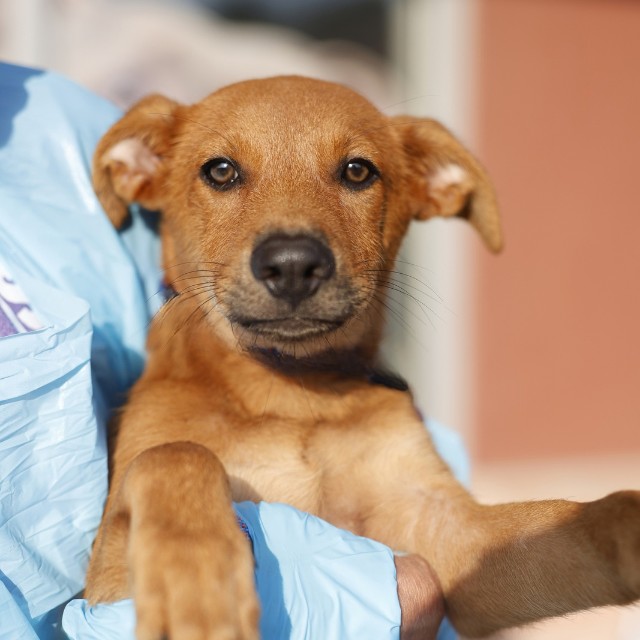Shelter Stray Male Dog last seen Near BLOCK OF E SOUTHCROS BLVD, 4710 TX-151, San Antonio, TX 78227, USA