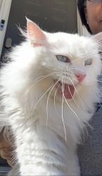 Found/Stray Unknown Cat last seen Old hwy 280, Chelsea, AL 35043