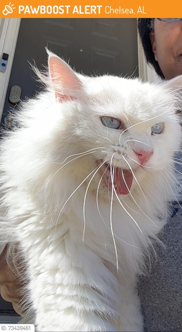 Found/Stray Unknown Cat last seen Old hwy 280, Chelsea, AL 35043