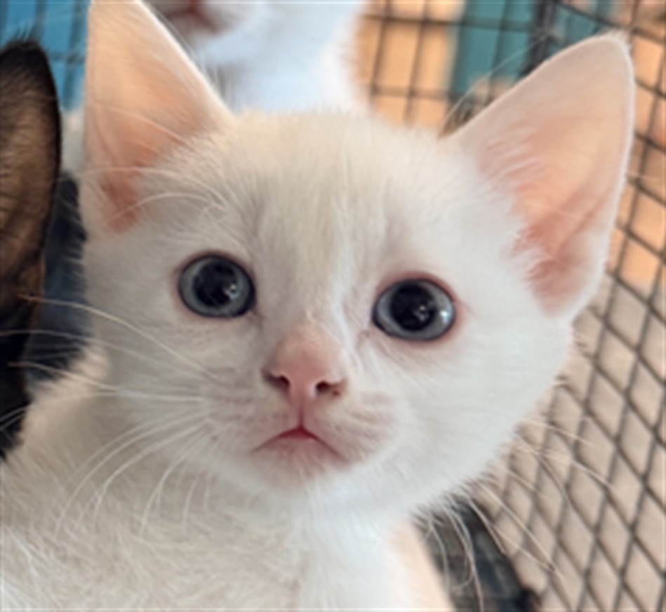 Shelter Stray Male Cat last seen , West Valley Animal Shelter, 20655 Plummer St, Chatsworth, CA 91311, USA