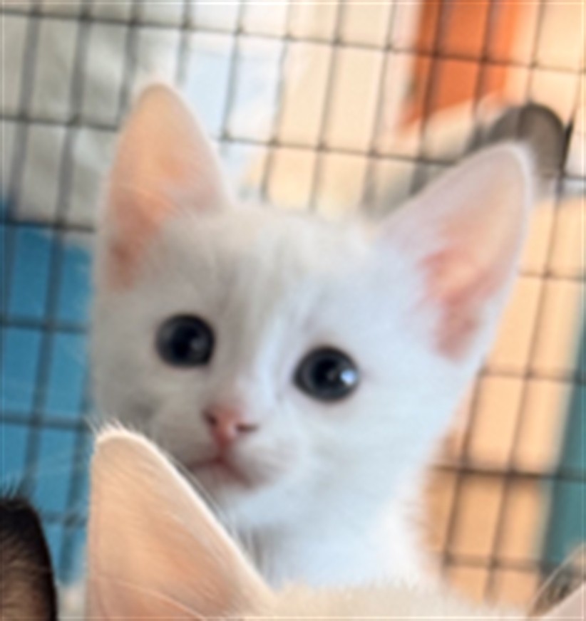 Shelter Stray Male Cat last seen , West Valley Animal Shelter, 20655 Plummer St, Chatsworth, CA 91311, USA