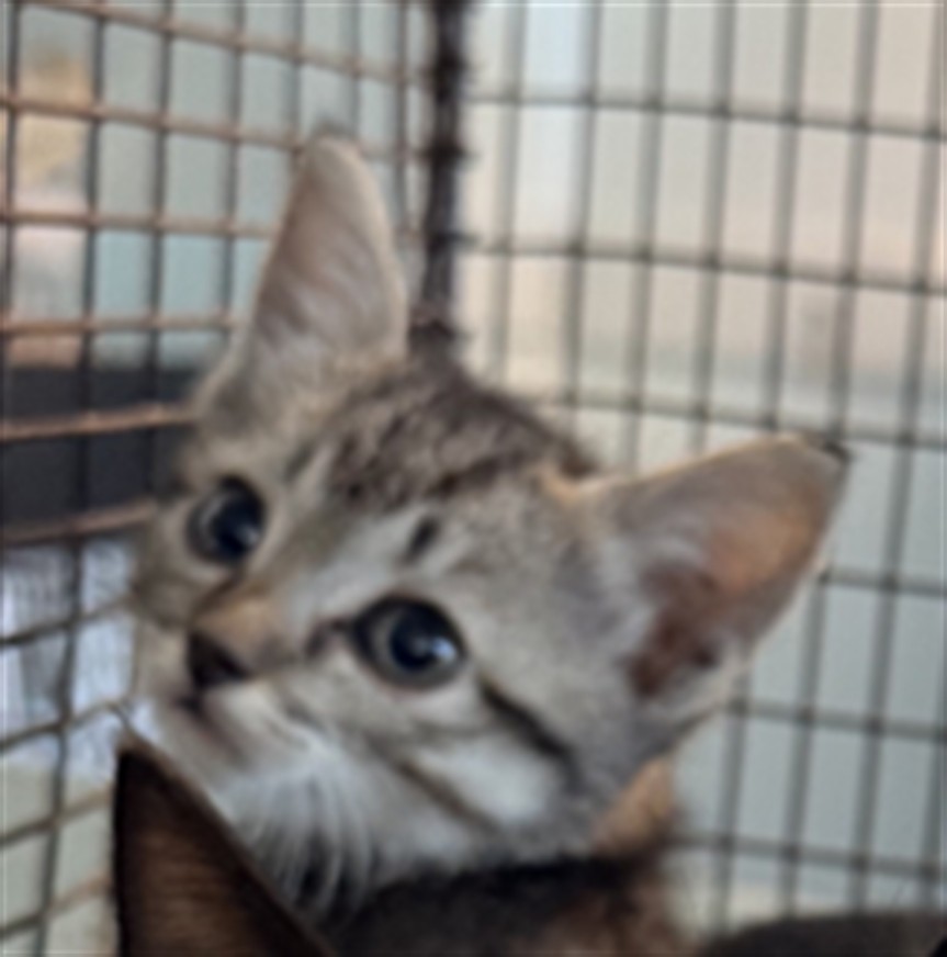 Shelter Stray Male Cat last seen , West Valley Animal Shelter, 20655 Plummer St, Chatsworth, CA 91311, USA